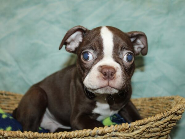 Boston Terrier-Dog-Male-Seal and White-20987-Petland Rome, Georgia