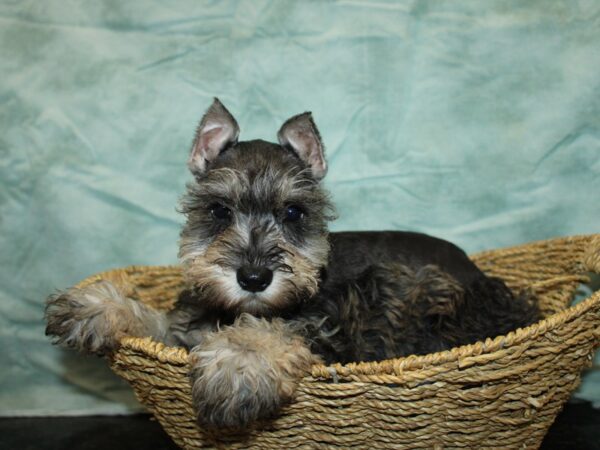 Miniature Schnauzer Dog Female Salt / Pepper 21007 Petland Rome, Georgia