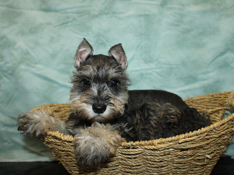 Miniature Schnauzer-Female-Salt / Pepper-4140143-Petland Rome