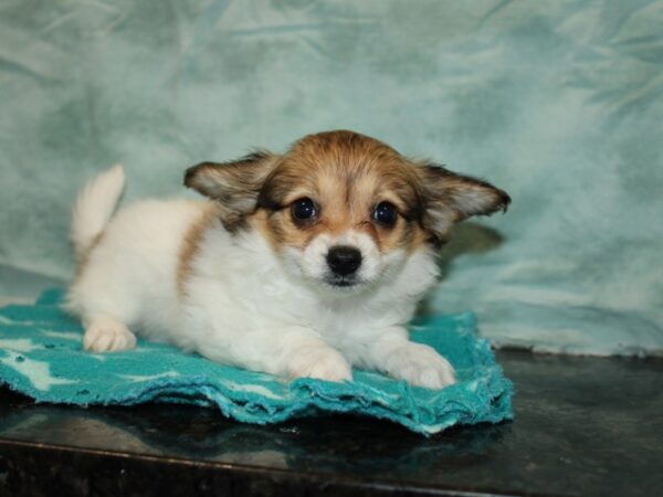 Papillon Dog Female Sable / White 9789 Petland Rome, Georgia