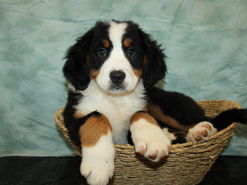 Bernese Mountain Dog-Female-Black Rust and White-4137918-Petland Rome