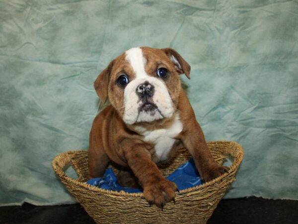 English Bulldog Dog Female Brindle 20999 Petland Rome, Georgia