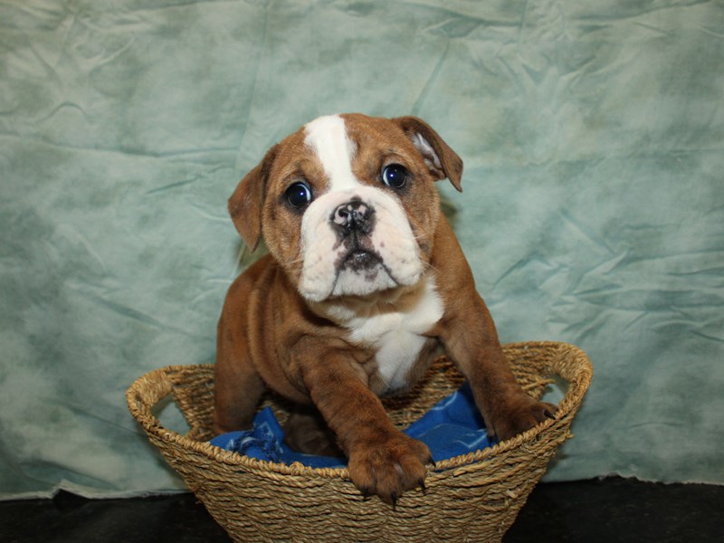 English Bulldog-Female-Brindle-4137829-Petland Rome