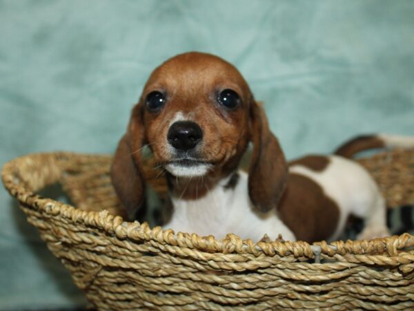 Miniature Dachshund-Dog-Female--21014-Petland Rome, Georgia