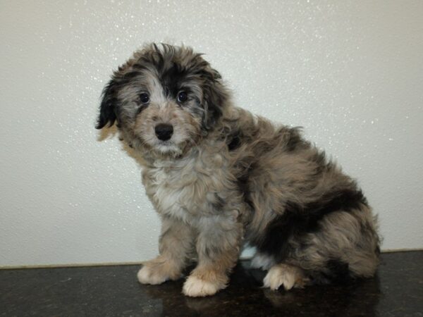 Aussiedoodle Mini-Dog-Female-Blue Merle-21004-Petland Rome, Georgia