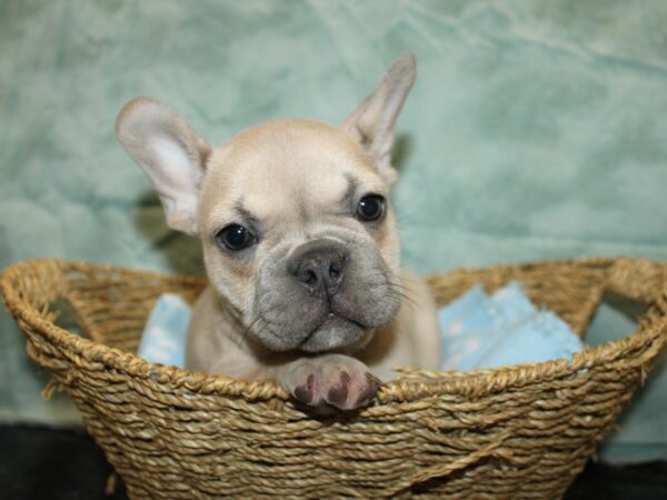 French Bulldog-Dog-Male-blue fawn-21017-Petland Rome, Georgia