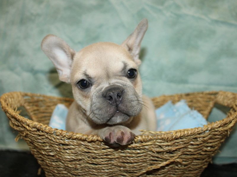 French Bulldog-Male-blue fawn-4147314-Petland Rome