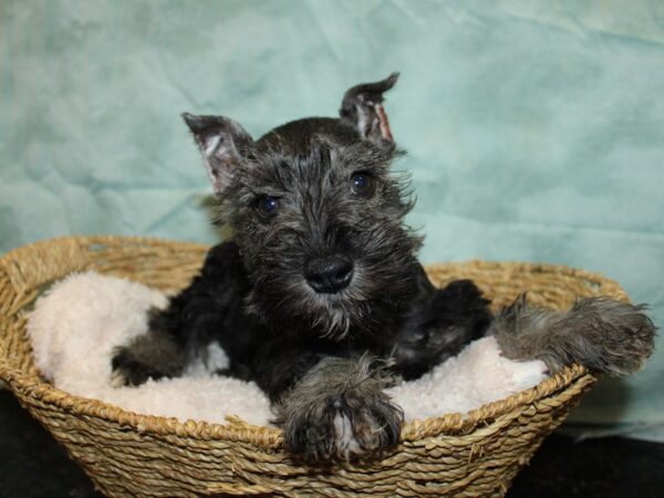 Miniature Schnauzer Dog Male Salt / Pepper 21021 Petland Rome, Georgia