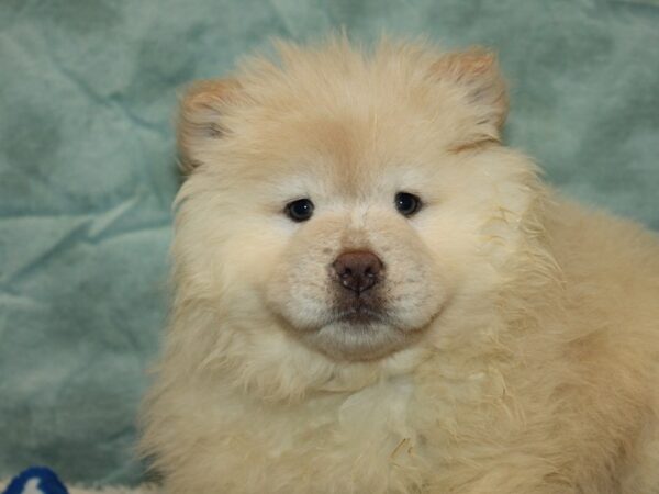 Chow Chow-Dog-Female-Cream-21020-Petland Rome, Georgia