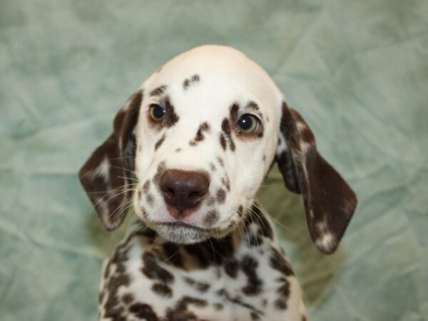 Dalmatian Dog Female Liver / White 9799 Petland Rome, Georgia