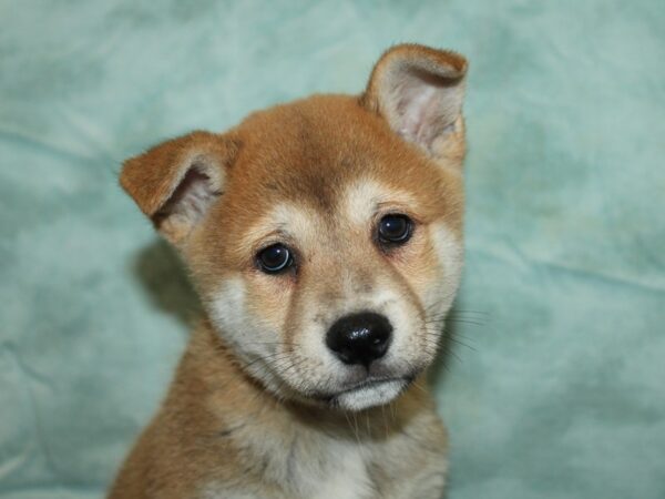 Shiba Inu-Dog-Male-Red-9800-Petland Rome, Georgia