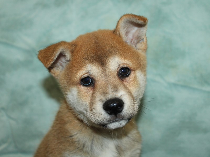 Shiba Inu-Male-Red-4148912-Petland Rome