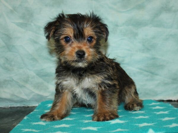 [#20933] Gold Male Yorkshire Terrier Puppies For Sale