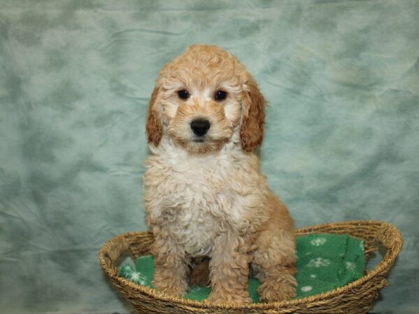 [#20959] cream Male Miniature Goldendoodle Puppies For Sale