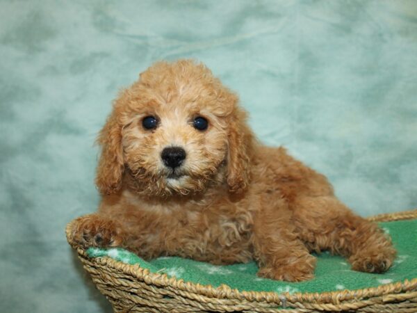 [#20957] cream Female Miniature Goldendoodle Puppies For Sale