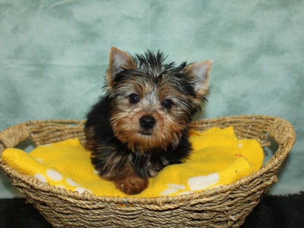 [#20952] Blk & tan Female Yorkshire Terrier Puppies For Sale