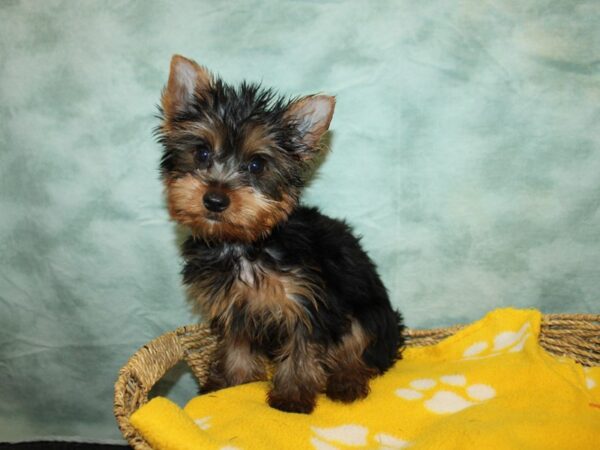 [#20950] Blk & tan Male Yorkshire Terrier Puppies For Sale