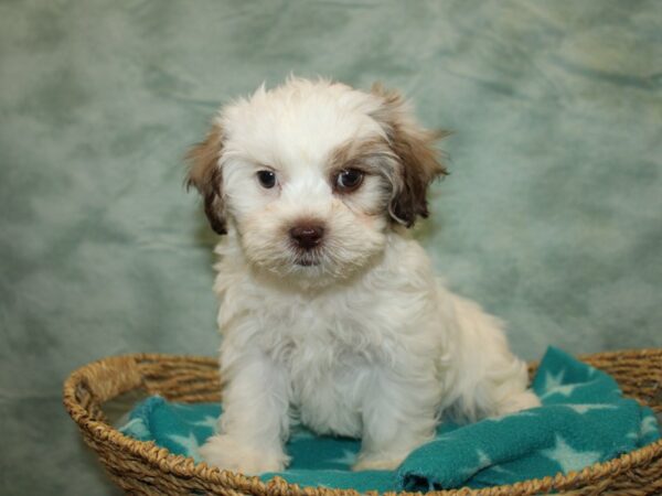 [#9763] White & Gold Female Teddy Bear Puppies For Sale