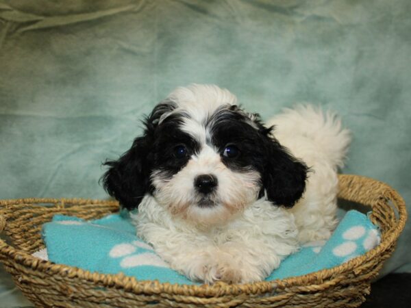 [#20960] Br & wh Male Teddy Bear Puppies For Sale