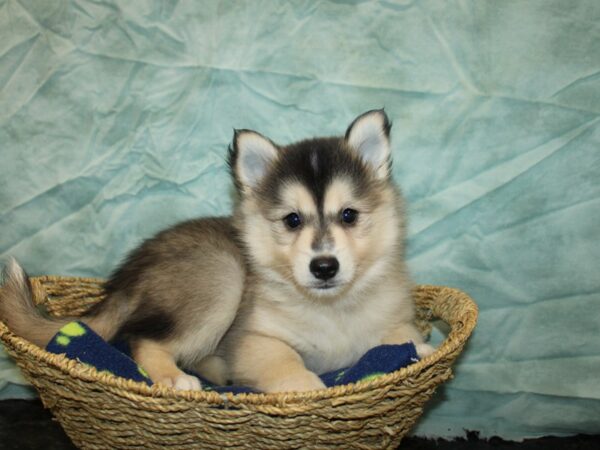 [#20978] Black / White Male Pomsky Puppies For Sale