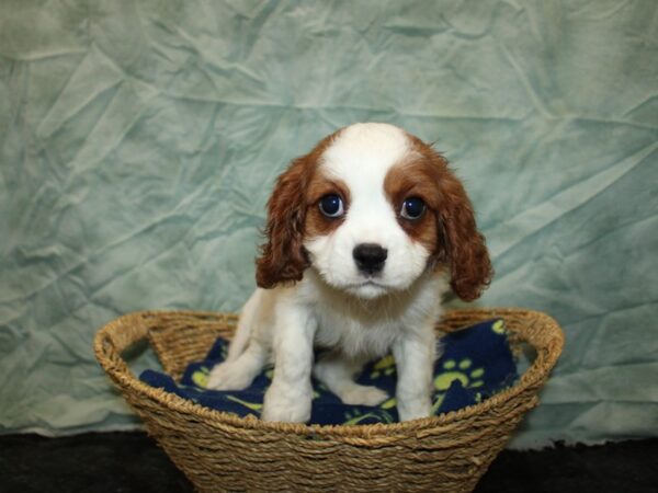 [#9779] Blenheim Male Cavalier King Charles Spaniel Puppies For Sale