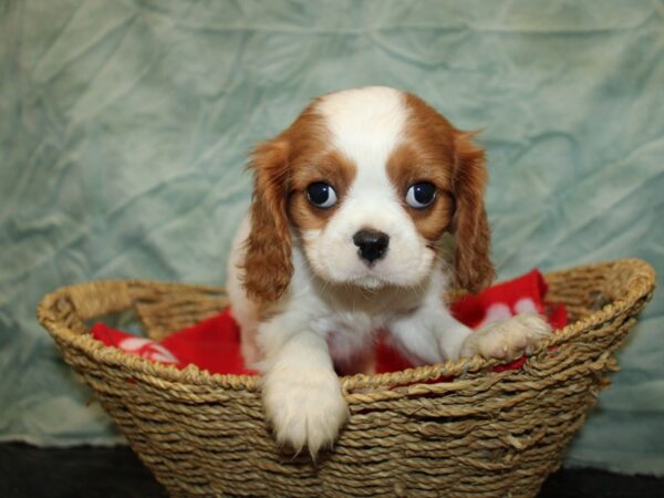 [#20972] Bleheim Male Cavalier King Charles Spaniel Puppies For Sale