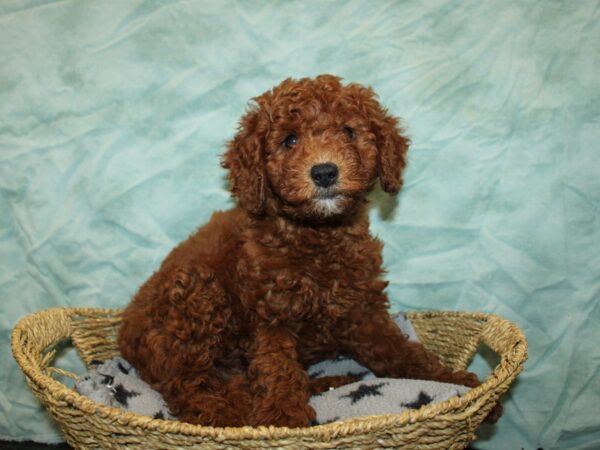 [#20993] red Male Miniature Goldendoodle Puppies For Sale