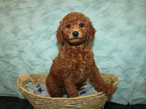 [#20992] red Male Miniature Goldendoodle Puppies For Sale
