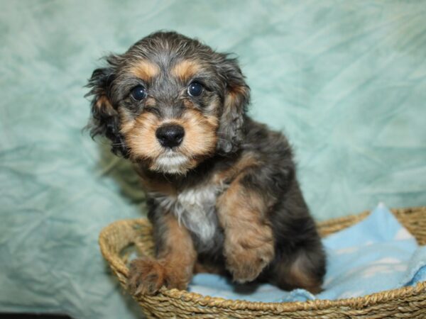 Cavapoo Dog Female Black White / Tan 20995 Petland Rome, Georgia