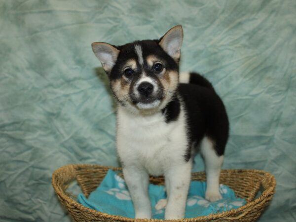 [#9785] Black and Tan Male Shiba Inu Puppies For Sale