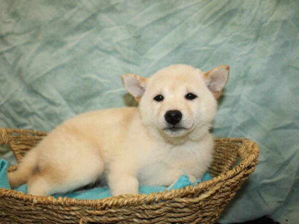 [#9784] Cream Female Shiba Inu Puppies For Sale