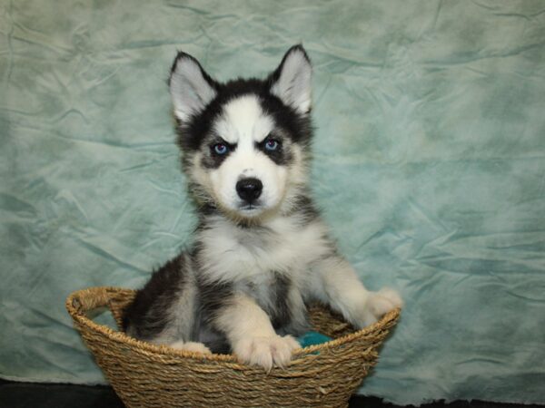 [#21009] Black / White Female Siberian Husky Puppies For Sale