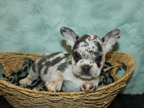 French Bulldog-Dog-Female--21013-Petland Rome, Georgia