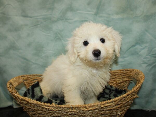 Coton De Tulear Dog Male 9793 Petland Rome, Georgia