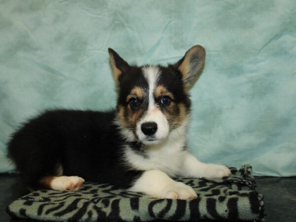 Pembroke Welsh Corgi Dog Male 9792 Petland Rome, Georgia