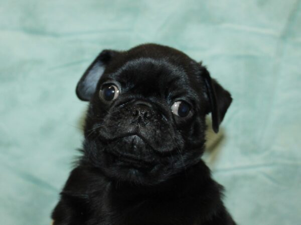 Pug Dog Male Black 9795 Petland Rome, Georgia