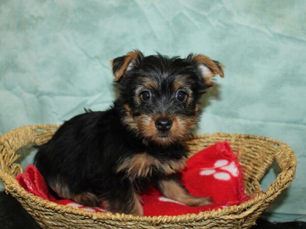 [#21018] black & tan Female Yorkshire Terrier Puppies For Sale