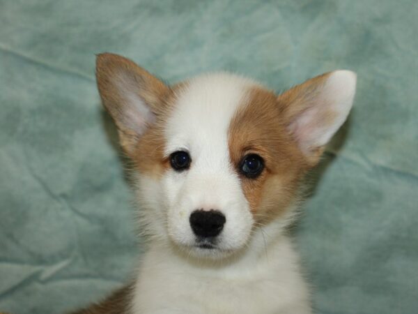 Pembroke Welsh Corgi Dog Male Red / White 21022 Petland Rome, Georgia