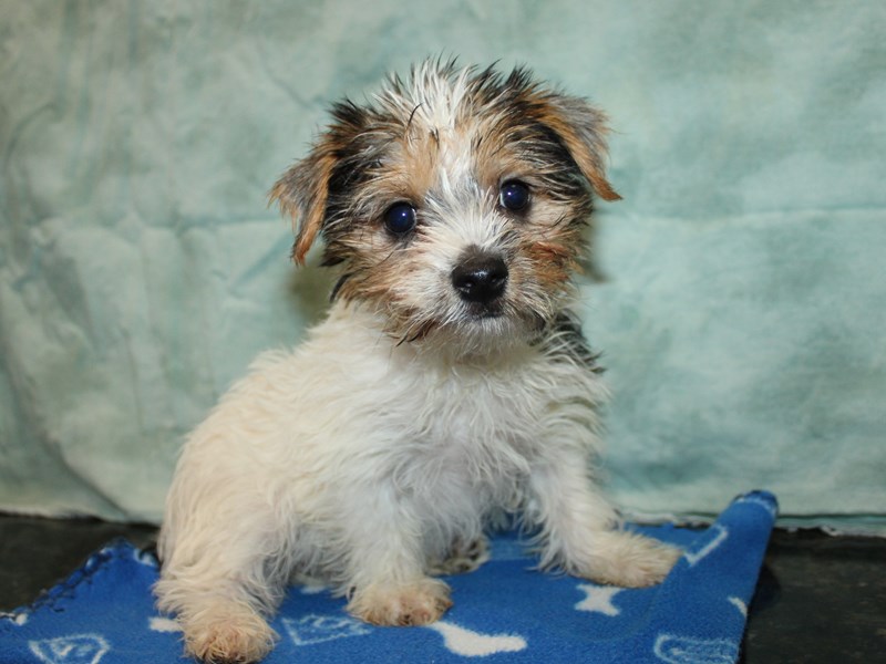 Morkie-Female--4147319-Petland Rome