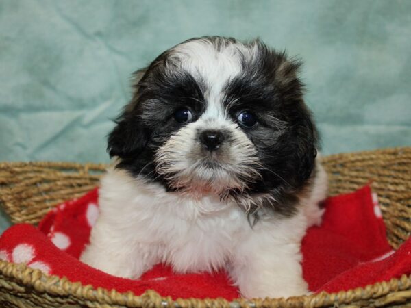 [#21024] Male Teddy Bear Puppies For Sale