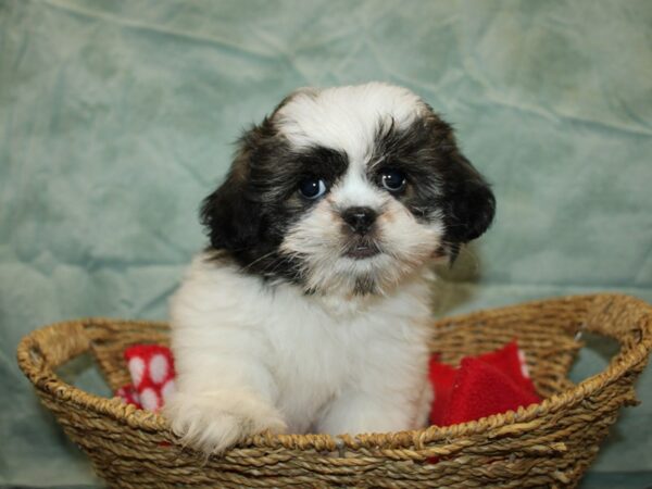 [#21025] Female Teddy Bear Puppies For Sale