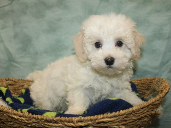 Malshi-Dog-Male-white-21033-Petland Rome, Georgia