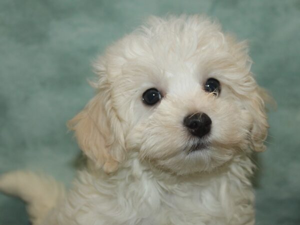 [#21033] white Male Malshi Puppies For Sale