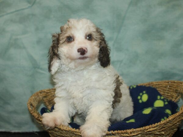 [#21031] Brown / White Male Poodle Mini Puppies For Sale