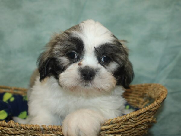 [#21029] Brown / White Male Shih Tzu Puppies For Sale