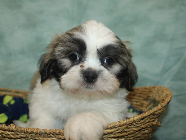 Shih Tzu-Dog-Male-Brown / White-21029-Petland Rome, Georgia