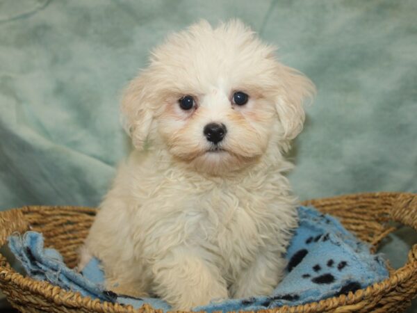 [#21037] White Male Havanese Puppies For Sale