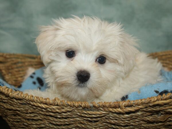 Maltese-Dog-Male-White-21038-Petland Rome, Georgia