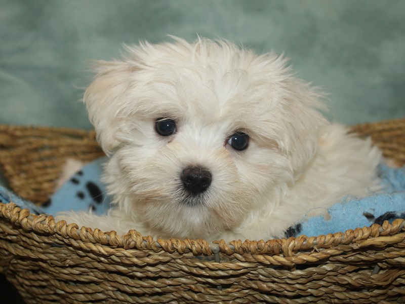 Maltese-Male-White-4154482-Petland Rome