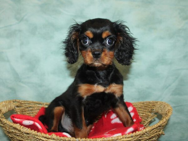 [#21036] Black and Tan Male Cavalier King Charles Spaniel Puppies For Sale